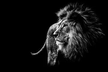 Crédence en verre imprimé Lion Lion en noir et blanc