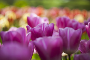 Colorful tulips in spring of flowers