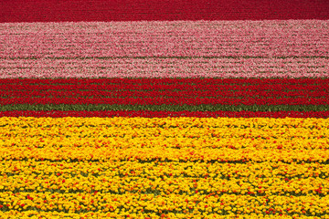 Fototapeta na wymiar Field, Tulips, colorful background