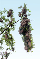 Many nests weaverbird ( Ploceidae ) on a tree in the Delta of the Orinoco - Venezuela, Latin America, South America