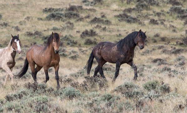 Wild Horses