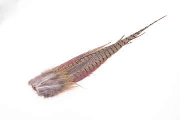 Pheasant feather, on a white background