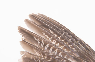 Pheasant feather, on a white background