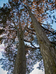 two trees
