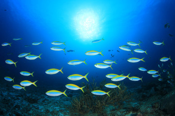 Fototapeta na wymiar Underwater reef with fish and coral