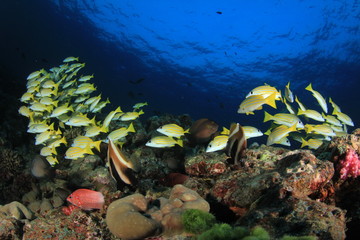 Fototapeta na wymiar Underwater reef with fish and coral
