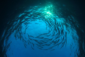Barracuda fish underwater in ocean