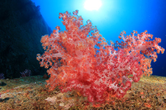 Fototapeta Underwater reef with fish and coral