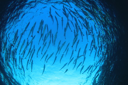 Barracuda fish underwater in ocean