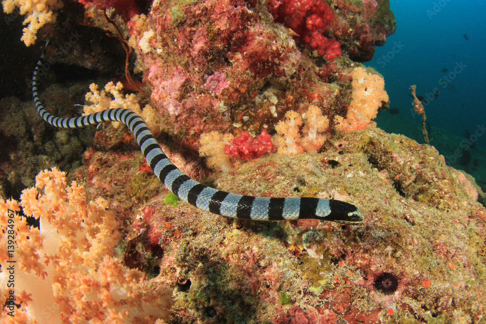 Sticker Banded Sea Snake