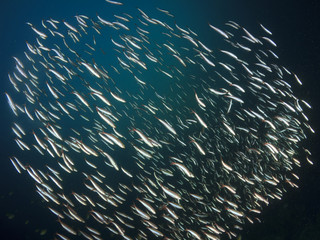 Naklejka na ściany i meble Sardines fish shoal underwater. Fish on coral reef. Fish in sea ocean