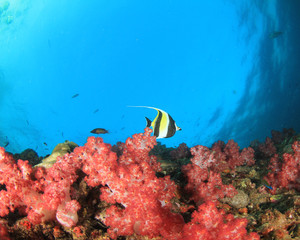 Coral reef underwater. Scuba dive in ocean. Sea fish on colourful reef