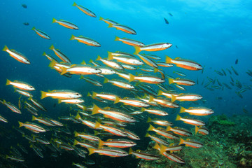Fototapeta na wymiar Sardines fish shoal underwater. Fish on coral reef. Fish in sea ocean