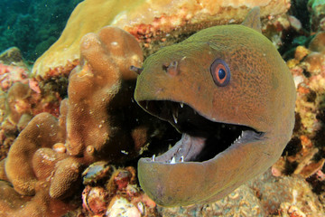 Moray Eel