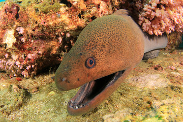 Moray Eel