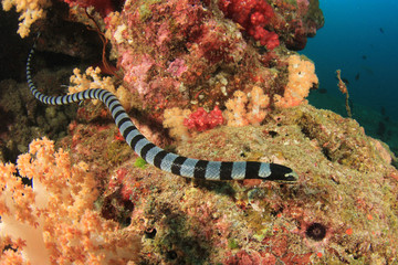 Banded Sea Snake