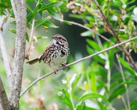 Song Sparrow (Melospiza melodia) at the Sepulveda Basin Wildlife Reserve, Van Nuys, CA, USA.