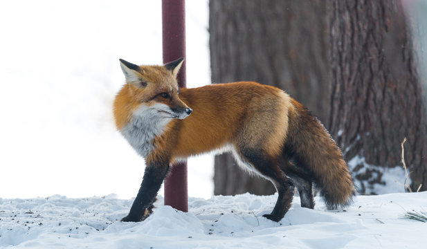 Common Red fox (Vulpes vulpes) in the wild. Wild animal emerges from a winter woodland, visits cottages & hunts, scavenges for food. © valleyboi63