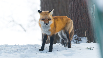 Obraz premium Common Red fox (Vulpes vulpes) in the wild. Wild animal emerges from a winter woodland, visits cottages & hunts, scavenges for food. Squints & makes a funny cute face.