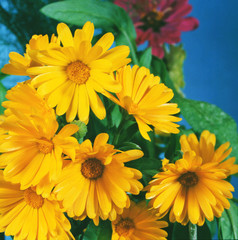 Calendula flowers blossom yellow