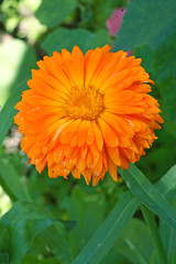 Calendula flower blossom orange