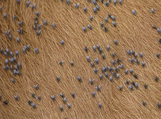 Biting flies on cow hide
