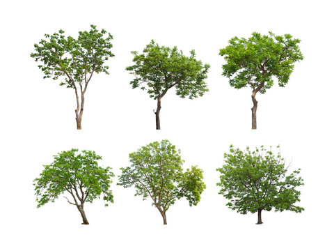 Fototapeta Collection of isolated tree on white background