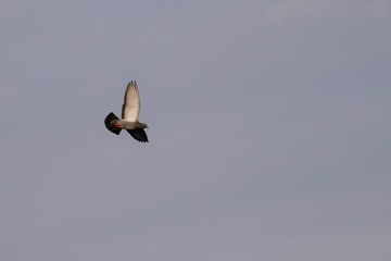 Bird in flight