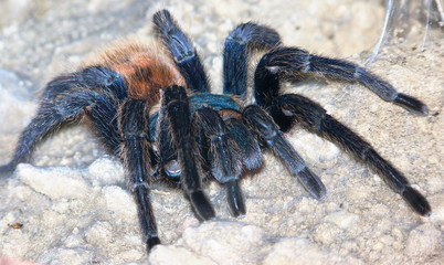 Furry Arachnid