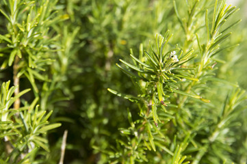 Rosemary camphor wild plant (Rosemarinus officinalis)