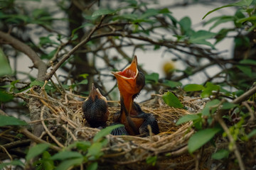 Baby Bird Left on a Tree in a Nest