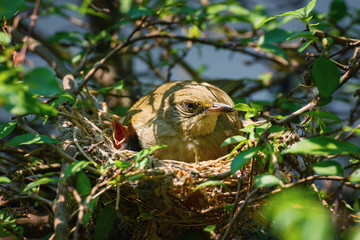 Mama Bird with its Baby on a Tree in a Nest