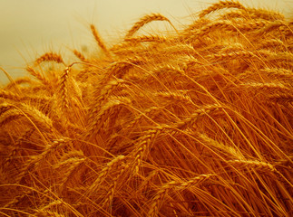 Close up of ripe wheat ears