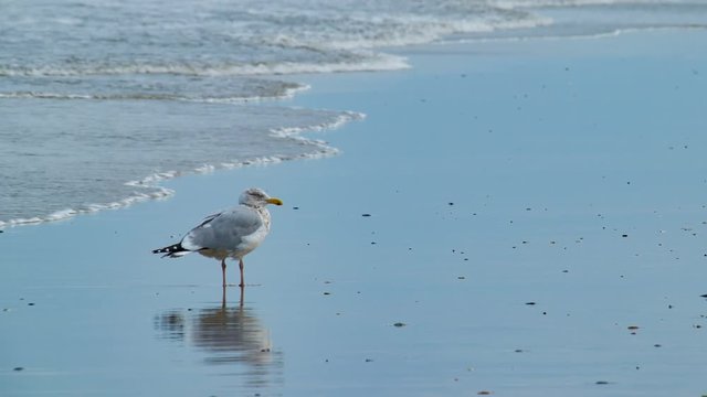 Seagull Standing on Wet Sand as Water Breaks and Flows on Beach in Outer Banks North Carolina