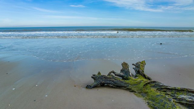 Mossy Dead Tree on Outer Banks Beach in North Carolina with Atlantic Ocean Waves Breaking onto Sand Flowing towrds it