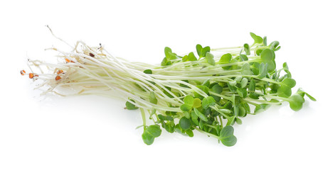 young sunflower sprouts isolated on white background