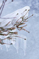 Frozen heather outdoor