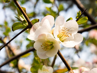 White plum blossoms on a branch with green leaves