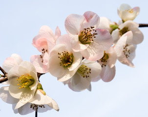 White and pink plum blossoms on a branch