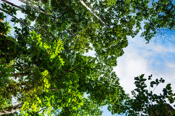 Leafages in gorgeous