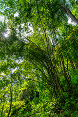 Leafages in gorgeous