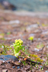 Flower of Giant Butterbur,in Kamikochi,Chūbu-Sangaku National Park,Nagano,Japan