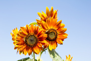Beautiful yellow orange sunflower on blue sky background