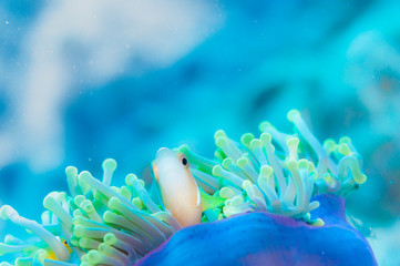 Maldives Anemonefish