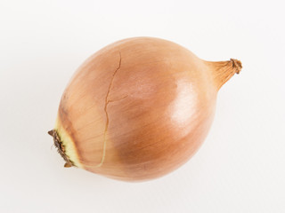 big onion bulb