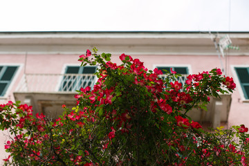 Fototapeta na wymiar Pink flowers in front of a pink house in Cinque Terre, Italy.