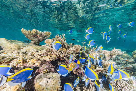 Powder blue surgeonfish	