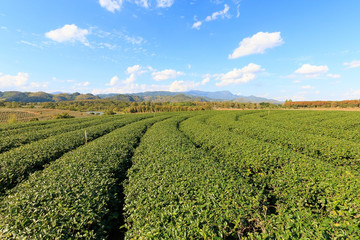 Green natural and blue sky background