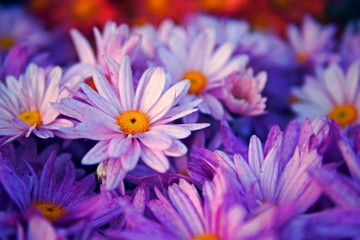 Schließen Sie herauf violette, purpurrote Blume
