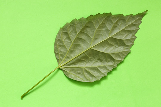 Зелёный лист растения на зелёном фоне

